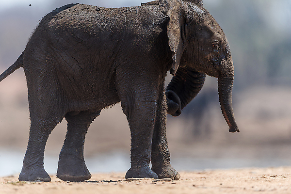 포토 JPG 해외이미지 동물 공원 야생동물 장난 포유류 가족 아프리카 자연 초식동물 코끼리 사람없음 환경 운전 게임 아기 보호 군중 작음 큼 사파리 남쪽 송아지 해외포토 공공시설 나라 새끼 컨셉 관계 모션 놀이 사람 소 크기 방향 생태계 파일형식 이미지허브