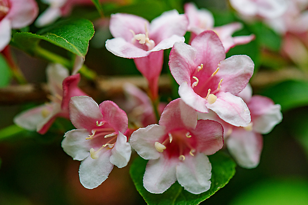 포토 JPG 해외이미지 식물 디자인 계절 공원 꽃잎 꽃 분홍색 백그라운드 잎 꽃무늬 패턴 자연 벽지 풍경 사람없음 야외 장식 빨간색 초록색 여름 컬러풀 뷰티 정원 봄 성장 벚꽃 흰색 나뭇가지 신선 개화 5월 다발 관목 원예 내추럴 해외포토 나무 공공시설 컬러 무늬 취미 날짜 생태계 파일형식 이미지허브