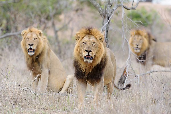 포토 JPG 해외이미지 동물 응시 남자 야생동물 포유류 아프리카 자연 아침 털 사람없음 야외 빛 환경 고양이 사막 황무지 보호 위험 사자 큼 사파리 육식동물 갈기 사냥꾼 사자자리 남쪽 내추럴 동물상 칼라하리 힘찬 해외포토 주간 직업 시선 나라 컨셉 사람 반려동물 조형물 별자리 크기 방향 생태계 파일형식 이미지허브