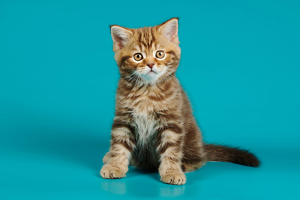 포토 JPG 해외이미지 동물 응시 백그라운드 장난 포유류 털 사람없음 반려동물 귀여움 고양이 줄무늬 흰색 작음 모피 사진사 호기심 얼룩무늬 솜털 고립 기르기 직진 스코틀랜드 해외포토 시선 감정 컬러 컨셉 무늬 영국 크기 작가 돌봄 파일형식 이미지허브