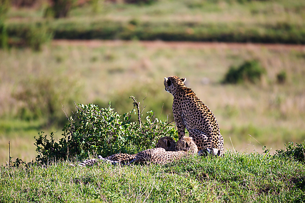 포토 JPG 해외이미지 동물 공원 야생동물 새끼 여행 포유류 가족 아프리카 자연 엄마 휴가 사람없음 고양이 게임 아기 점 황금 보호 큼 사파리 속도 사냥 육식동물 사냥꾼 케냐 치타 표범 남쪽 마사이족 사바나 세렝게티 전국 탄자니아 해외포토 직업 공공시설 나라 컨셉 관계 놀이 사람 반려동물 크기 방향 생태계 파일형식 이미지허브