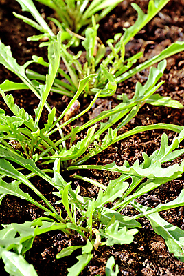 포토 JPG 해외이미지 식물 지구 재료 건강 사람없음 초록색 이탈리아 샐러드 로켓 성장 맛 냄비 지중해 날것 해외포토 유럽 음식 바다 컬러 컨셉 솥 파일형식 이미지허브
