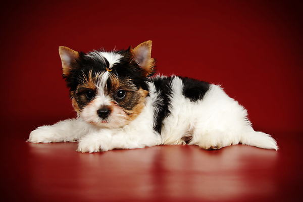 포토 JPG 해외이미지 동물 1 행복 새끼 백그라운드 새로움 털 미소 사람없음 빨간색 반려동물 귀여움 검은색 거울 흰색 개 달콤 강아지 작음 요크셔테리어 테리어 활 솜털 송곳니 기르기 비버 삼색 해외포토 감정 컬러 컨셉 포유류 표정 맛 치아 크기 돌봄 파일형식 이미지허브