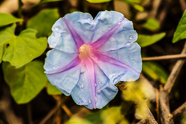 포토 JPG 해외이미지 나무 식물 꽃잎 꽃 클리핑패스 백그라운드 잎 아프리카 자연 사람없음 가로 초록색 컬러풀 뷰티 정원 고요 봄 성장 벚꽃 달 신선 개화 변화 떨어짐 야간 그림 포도나무 케냐 내추럴 고립 영광군 해외포토 자연요소 계절 나라 컬러 컨셉 과일나무 전라남도 생태계 파일형식 이미지허브