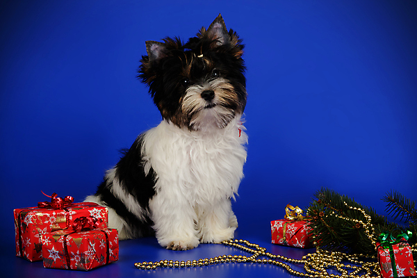 포토 JPG 해외이미지 동물 1 행복 새끼 백그라운드 새로움 털 미소 사람없음 빨간색 반려동물 귀여움 검은색 거울 흰색 개 달콤 강아지 작음 요크셔테리어 테리어 활 솜털 송곳니 기르기 비버 삼색 해외포토 감정 컬러 컨셉 포유류 표정 맛 치아 크기 돌봄 파일형식 이미지허브