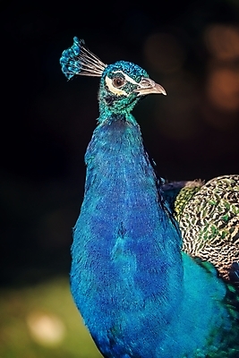 포토 JPG 해외이미지 동물 1 남자 야생동물 백그라운드 패턴 자연 조류 동물원 사람없음 세로 초록색 파란색 컬러풀 뷰티 머리 우주 활발 흰색 의식 스페인 우아함 공작 깃털 질감 부리 바르셀로나 꿩 터키석 해외포토 유럽 컬러 컨셉 무늬 사람 신체부위 보석 생태계 파일형식 이미지허브