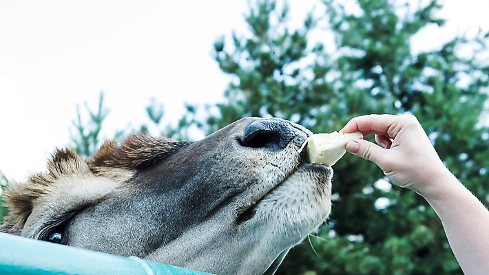 포토 JPG 해외이미지 동물 백인 라이프스타일 손 공원 행복 어린이 음식 포유류 가족 자연 염소 사랑 미소 사람 사람없음 야외 여름 반려동물 농장 우정 터치 흰색 시골 아기 작음 먹이 먹기 내추럴 돌봄 해외포토 서양인 계절 공공시설 감정 컬러 농업 관계 모션 표정 생활 신체부위 친구 크기 생태계 파일형식 이미지허브