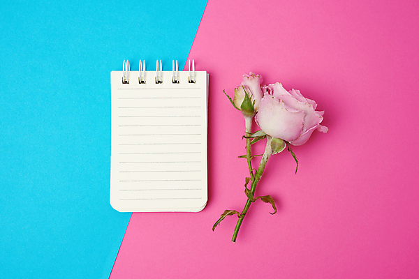 포토 JPG 해외이미지 꽃 사람없음 장미 오브젝트 스프링노트 해외포토 식물 공책 파일형식 이미지허브