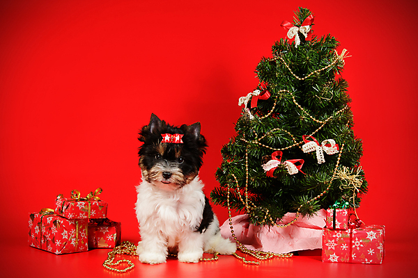 포토 JPG 해외이미지 나무 동물 1 행복 새끼 백그라운드 크리스마스 공 휴가 새로움 털 미소 사람없음 장식 빨간색 반려동물 산타클로스 귀여움 검은색 거울 흰색 개 달콤 강아지 작음 샴페인 요크셔테리어 테리어 연도 사진사 활 솜털 송곳니 기르기 비버 삼색 해외포토 식물 기념일 감정 컬러 컨셉 포유류 주류 표정 맛 치아 크기 작가 돌봄 파일형식 이미지허브