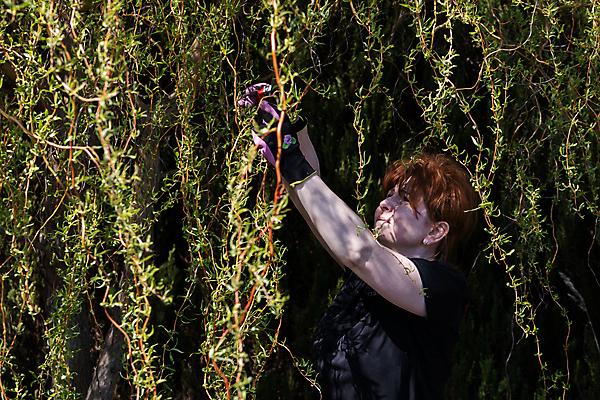 포토 JPG 해외이미지 나무 장갑 잎 한명 봄 나뭇가지 작업 티켓 자르기 원예 질서 포니테일 빨간머리 원예사 해외포토 식물 직업 1 헤어스타일 잡화 계절 모션 사람 취미 예절 파일형식 이미지허브