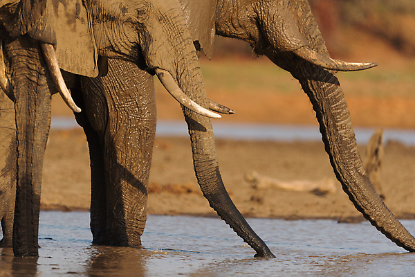 포토 JPG 해외이미지 동물 공원 도로 야생동물 모래 여행 포유류 아프리카 자연 코끼리 사람없음 야외 빨간색 세로 초록색 관광지 산책 탐험 치아 큼 사파리 황소 상아 나미비아 옛날 웅장함 전국 해외포토 공공시설 나라 길 컬러 교통시설 휴식 소화기관 소 크기 생태계 남아프리카 파일형식 이미지허브
