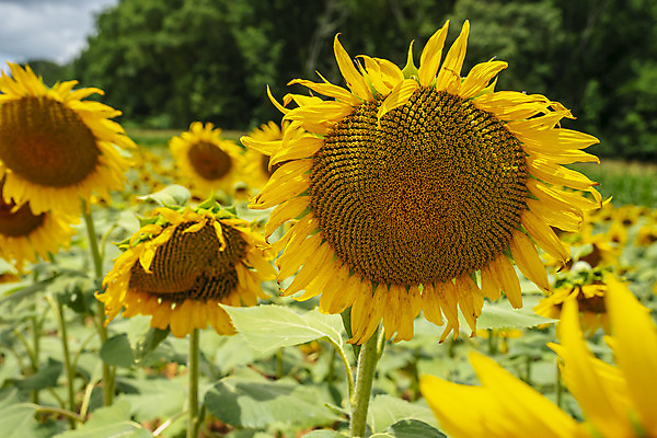 포토 JPG 해외이미지 식물 꽃잎 꽃 곤충 꽃무늬 밭 농업 자연 하늘 해바라기 씨앗 사람없음 야외 초록색 농작물 컬러풀 햇빛 농장 노란색 맑음 활발 수확 성장 벚꽃 시골 개화 황금 유기농 꽃가루 내추럴 밭일 해외포토 동물 웰빙 산업 컬러 컨셉 무늬 날씨 태양 가루 생태계 파일형식 이미지허브
