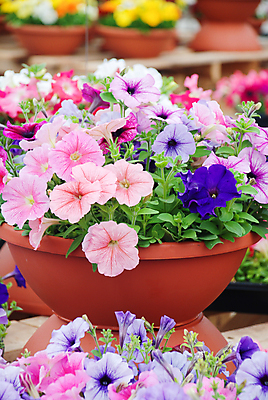 포토 JPG 해외이미지 식물 계절 꽃잎 꽃 분홍색 백그라운드 잎 꽃무늬 밭 자연 매달리기 사람없음 야외 초록색 컬러풀 뷰티 환경 정원 보라색 봄 성장 벚꽃 흰색 신선 개화 냄비 원예 자연백그라운드 내추럴 생태학 피튜니아 해외포토 교육 컬러 무늬 농업 모션 취미 솥 생태계 파일형식 이미지허브