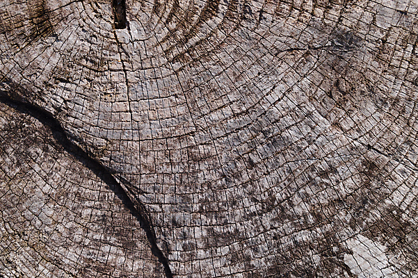 포토 JPG 해외이미지 나무 디자인 벽 백그라운드 패턴 자연 벽지 표면 날씨 추상 사람없음 목재 장식 울타리 갈색 어둠 손상 회색 수확 골동품 시골 판넬 거친 균열 널 낟알 묘사 질감 복고 내추럴 그런지 엘리먼트 옛날 중고 노화 해외포토 식물 컬러 컨셉 무늬 농업 재료 모션 담장 생태계 파일형식 이미지허브