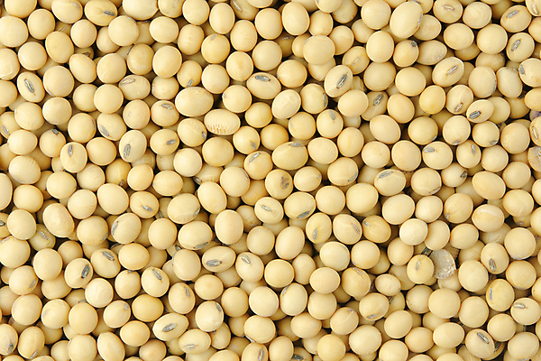 포토 JPG 해외이미지 식물 음식 백그라운드 농업 다이어트 일러스트 재료 자연 콩 건강 씨앗 사람없음 농작물 갈색 노란색 식사 수확 흰색 신선 정상 낟알 가득함 유기농 날것 제비 내추럴 고립 꼬투리 단백질 대두 숙성 채식주의자 해외포토 웰빙 산업 컬러 조류 곡류 생태계 채식 영양소 파일형식 이미지허브