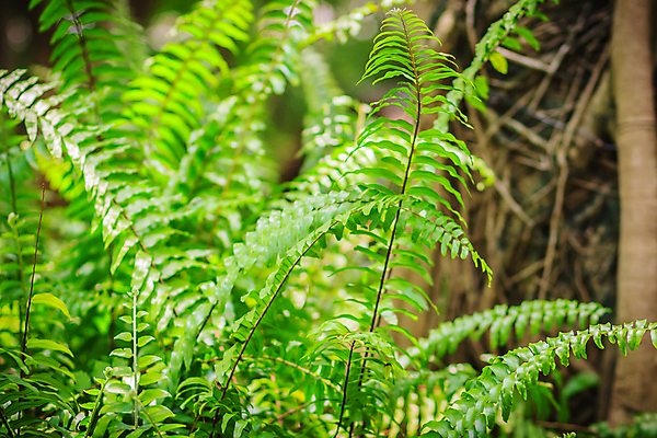 포토 JPG 해외이미지 주간 나무 식물 공원 줄기 백그라운드 잎 패턴 자연 추상 사람없음 야외 가로 초록색 환경 정원 하이킹 습기 성장 나뭇가지 시골 신선 숲 자연백그라운드 장면 발견 삼림지대 생태학 양치류 이국적 그리너리 해외포토 자연요소 공공시설 교육 컬러 무늬 레저 생태계 파일형식 트랜드컬러 이미지허브