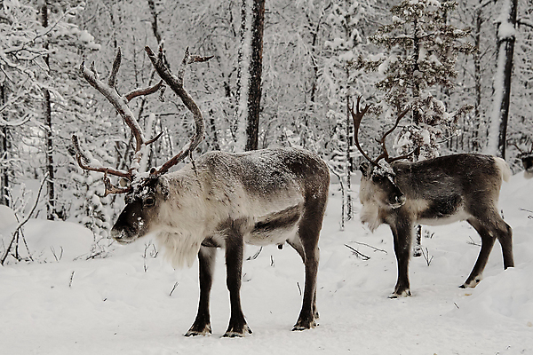 포토 JPG 해외이미지 주간 공원 유럽 야생동물 겨울 사슴 뿔 핀란드 사람없음 야외 숲 순록 해외포토 자연요소 동물 계절 공공시설 나라 포유류 북유럽 파일형식 이미지허브