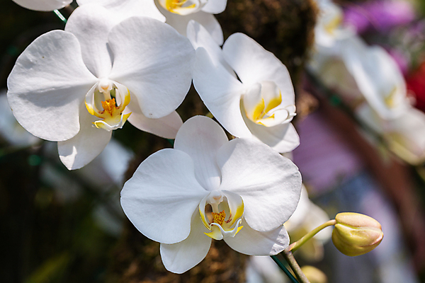 포토 JPG 해외이미지 식물 계절 꽃잎 꽃 줄기 분홍색 꽃다발 백그라운드 잎 꽃무늬 자연 발렌타인데이 사람없음 장식 초록색 여름 컬러풀 뷰티 노란색 정원 보라색 봄 벚꽃 흰색 신선 개화 난초 제비꽃 내추럴 이국적 해외포토 컬러 무늬 데이이벤트 생태계 파일형식 이미지허브