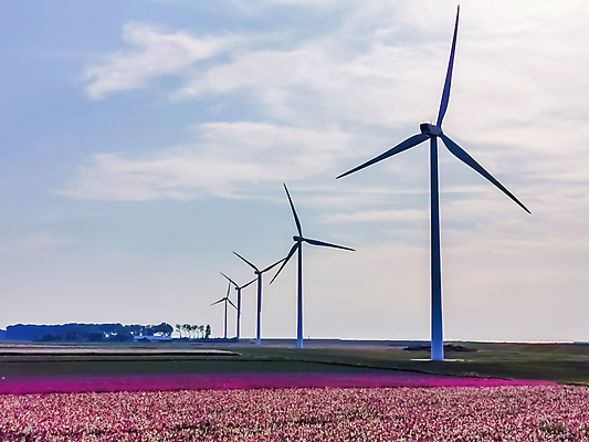 포토 JPG 해외이미지 식물 계절 꽃 유럽 여행 백그라운드 밭 자연 풍경 사람없음 야외 초록색 여름 컬러풀 농장 농경지 활발 풍차 벚꽃 시골 침대 개화 성자 네덜란드 원예 장면 강렬 해외포토 나라 종교 컬러 가구 컨셉 농업 취미 생태계 파일형식 이미지허브