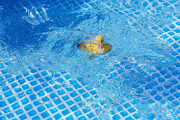 포토 JPG 해외이미지 주간 한마리 수영장 사람없음 야외 여름 오리새끼 해외포토 자연요소 1 계절 새끼 오리 파일형식 이미지허브