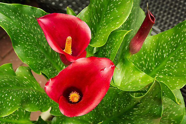 포토 JPG 해외이미지 식물 꽃잎 꽃 백그라운드 잎 꽃무늬 자연 사람없음 빨간색 초록색 뷰티 정원 벚꽃 백합 큼 내추럴 칼라꽃 해외포토 컬러 무늬 크기 생태계 파일형식 이미지허브