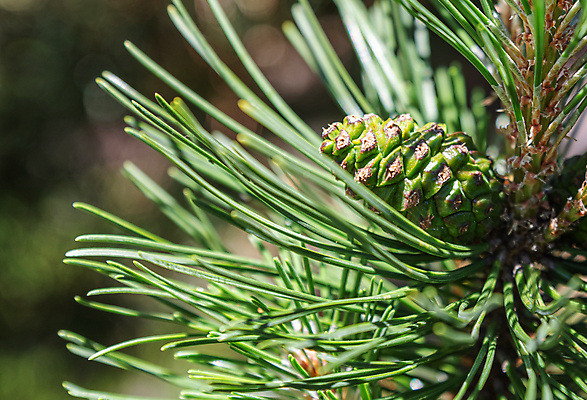 포토 JPG 해외이미지 나무 식물 계절 크리스마스 자연 새로움 사람없음 목재 장식 초록색 봄 나뭇가지 소나무 숲 솔방울 상록수 침엽수 전나무 원뿔 가문비나무 해외포토 도형 기념일 컬러 컨셉 재료 생태계 파일형식 이미지허브