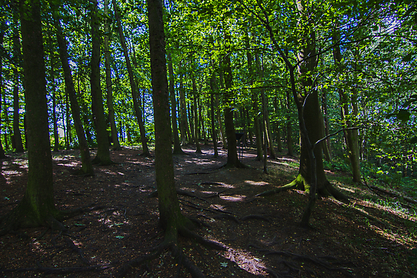 포토 JPG 해외이미지 나무 구름 야생동물 잎 밭 자연 하늘 풍경 사람없음 초록색 여름 파란색 햇빛 태양 농장 침묵 흰색 시골 볏짚 숲 요크셔테리어 질감 솜털 밀짚 해외포토 자연요소 식물 동물 계절 컬러 농업 소리 짚 테리어 생태계 파일형식 이미지허브