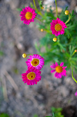 포토 JPG 해외이미지 식물 공원 꽃잎 꽃 분홍색 백그라운드 꽃무늬 가족 자연 국화 사람없음 야외 장식 빨간색 초록색 여름 컬러풀 뷰티 노란색 정원 봄 벚꽃 개화 허브 원예 데이지 러시아 영원 캐모마일 해외포토 계절 공공시설 유럽 컬러 무늬 관계 취미 생태계 파일형식 이미지허브