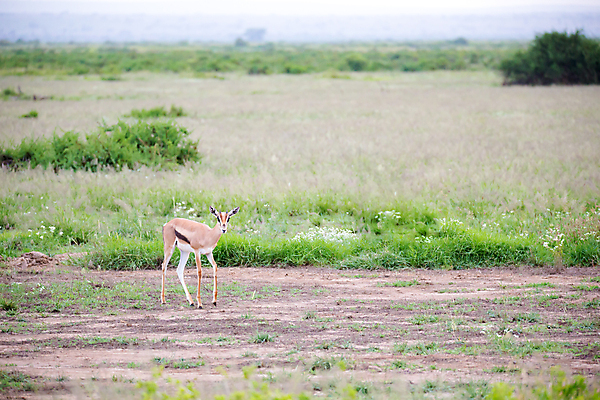 포토 JPG 해외이미지 동물 공원 남자 야생동물 여행 백그라운드 포유류 아프리카 자연 초식동물 사슴 뿔 사람없음 야외 초록색 갈색 흰색 황무지 우아함 보호 군중 사파리 영양 케냐 가젤 동물상 마사이족 사바나 세렝게티 전국 탄자니아 평야 해외포토 공공시설 나라 컬러 컨셉 사람 조형물 생태계 파일형식 이미지허브