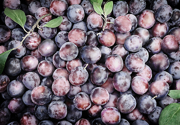 포토 JPG 해외이미지 계절 음식 백그라운드 농업 다이어트 채소 과일 자연 건강 요리 사람없음 여름 정원 달콤 큼 유기농 원예 숙성 많음 해외포토 웰빙 산업 컨셉 취미 맛 크기 생태계 파일형식 이미지허브