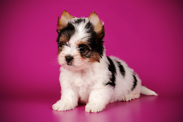 포토 JPG 해외이미지 동물 1 행복 새끼 백그라운드 새로움 털 미소 사람없음 빨간색 반려동물 귀여움 검은색 거울 흰색 개 달콤 강아지 작음 요크셔테리어 테리어 활 솜털 송곳니 기르기 비버 삼색 해외포토 감정 컬러 컨셉 포유류 표정 맛 치아 크기 돌봄 파일형식 이미지허브