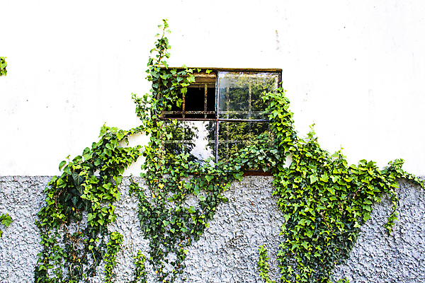 포토 JPG 해외이미지 식물 외관 벽 백그라운드 단풍 잎 건축양식 창문 자연 추상 벽돌 주택 사람없음 야외 건물 목재 가로 초록색 정원 블록 성장 덮개 흰색 시골 신선 오픈 거친 덩굴 버리기 가득함 질감 아이비 내추럴 강렬 깨짐 옛날 해외포토 나무 건축물 건축 컬러 컨셉 무늬 재료 모션 뚜껑 생태계 파일형식 이미지허브