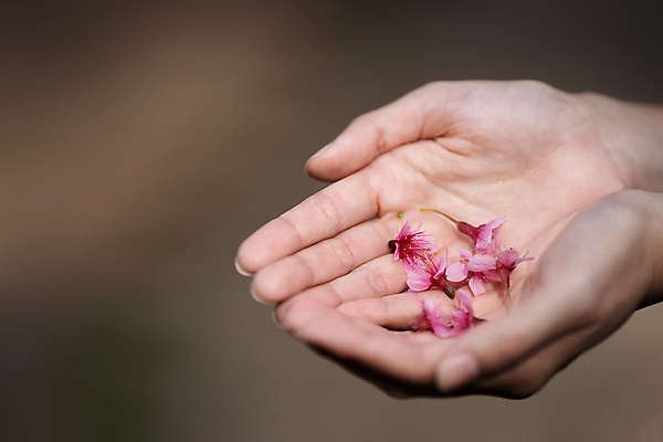 포토 JPG 해외이미지 식물 손 여자 꽃잎 꽃 분홍색 백그라운드 꽃무늬 신체 손가락 태국 자연 휴식 건강 사랑 사람없음 뷰티 우주 스파 벚꽃 흰색 신선 잡기 체리 손톱관리 손톱 피부 주기 아로마 부드러움 아로마테라피 테라피 내추럴 돌봄 블러 해외포토 감정 아시아 컬러 컨셉 무늬 과일 모션 사람 신체부위 감각 네일아트 생태계 파일형식 이미지허브