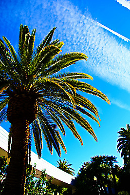 포토 JPG 해외이미지 나무 식물 모래 바다 섬 여행 벽지 하늘 휴식 열대 손바닥 풍경 사람없음 물 야자수 맑음 장면 태평양 코코넛 천국 이웃 남쪽 발견 내추럴 공화국 이국적 터키석 파라다이스 플로리다 해외포토 자연요소 손 나라 컨셉 과일 날씨 미국 보석 방향 파일형식 이미지허브