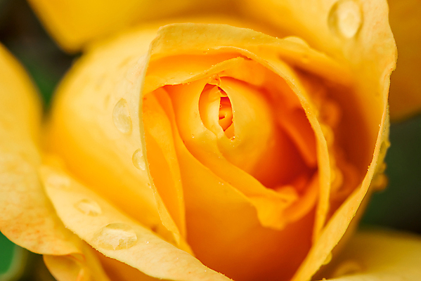 포토 JPG 해외이미지 식물 기념일 꽃잎 꽃 백그라운드 꽃무늬 자연 추상 발렌타인데이 선물 사랑 사람없음 장식 빨간색 물 뷰티 장미 노란색 정원 젖음 벚꽃 물방울 신선 우아함 떨어짐 이슬 심볼 묘사 싱글 향기 엽서 아로마 부드러움 해외포토 자연요소 감정 컬러 컨셉 무늬 데이이벤트 이벤트 감각 편지 생태계 냄새 파일형식 이미지허브