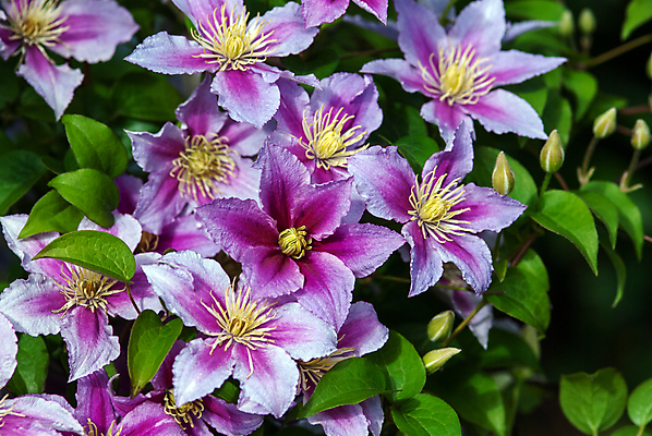 포토 JPG 해외이미지 식물 계절 공원 꽃잎 꽃 줄기 분홍색 백그라운드 잎 꽃무늬 자연 사람없음 야외 장식 초록색 파란색 뷰티 노란색 머리 정원 보라색 봄 활발 들꽃 성장 벚꽃 개화 원예 꽃가루 내추럴 이국적 해외포토 공공시설 컬러 컨셉 무늬 취미 신체부위 가루 생태계 파일형식 이미지허브