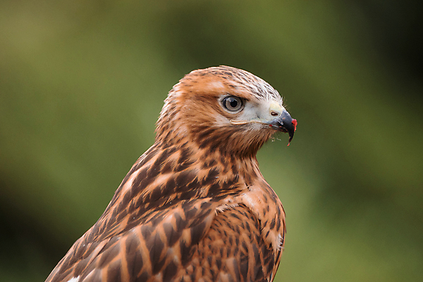 포토 JPG 해외이미지 나무 동물 응시 공원 야생동물 날개 아프리카 자연 조류 하늘 안테나 사람없음 야외 파란색 나뭇가지 먹이 깃털 부리 육식동물 남쪽 내추럴 남아프리카 동물상 발톱 생태학 스텝 힘찬 해외포토 식물 시선 공공시설 교육 나라 컬러 컨셉 통신 발 조형물 방향 생태계 파일형식 이미지허브