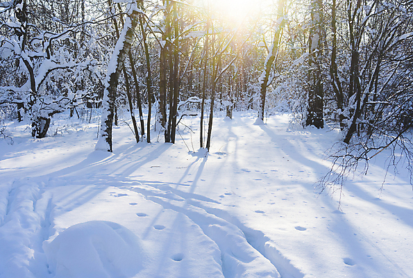 포토 JPG 해외이미지 나무 계절 공원 백그라운드 크리스마스 겨울 자연 하늘 날씨 풍경 사람없음 야외 목재 가로 파란색 빛 햇빛 태양 뷰티 일출 맑음 얼음 일몰 추위 흰색 신선 숲 서리 장면 자작나무 내추럴 눈내림 해외포토 자연요소 식물 공공시설 기념일 컬러 재료 눈_날씨 노을 생태계 파일형식 이미지허브