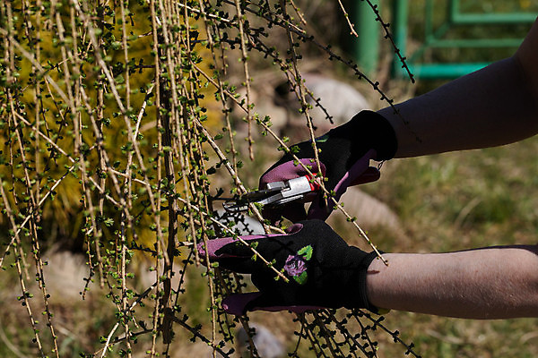 포토 JPG 해외이미지 나무 장갑 잎 사람없음 봄 나뭇가지 업무 티켓 큼 자르기 원예 침엽수 질서 포니테일 빨간머리 원예사 해외포토 식물 직업 헤어스타일 잡화 계절 모션 취미 예절 작업 크기 파일형식 이미지허브