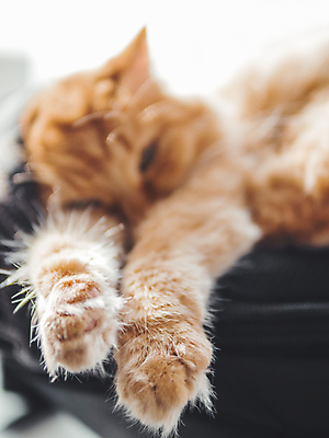 포토 JPG 해외이미지 동물 응시 시선 배낭 포유류 주택 털 사람없음 빛 반려동물 컬러풀 햇빛 검은색 고양이 직물 잠 커튼 닫기 낮잠 자루 솜털 생강 안락 해외포토 컬러 컨셉 채소 가방 모션 건물 태양 파일형식 이미지허브