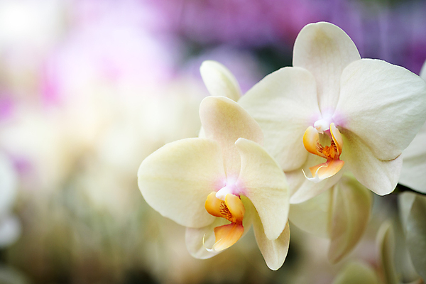 포토 JPG 해외이미지 식물 디자인 꽃잎 꽃 줄기 분홍색 백그라운드 꽃무늬 태국 자연 휴식 발렌타인데이 선물 사랑 사람없음 초록색 빛 뷰티 노란색 정원 보라색 스파 놀람 수확 벚꽃 나뭇가지 신선 난초 클래식 향수 순수 향기 호접란 내추럴 바닐라 블러 해외포토 나무 감정 아시아 컬러 컨셉 무늬 농업 데이이벤트 표정 화장품 생태계 냄새 파일형식 이미지허브