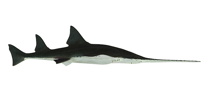 포토 JPG 해외이미지 동물 야생동물 바다 북아메리카 자연 생물 종류 어류 사람없음 물 3D 바닷속 수중 수영 흰배경 그림 뉴질랜드 육식동물 상어 사냥꾼 멸종 브라질 선사시대 원시시대 고립 기간 해외포토 자연요소 직업 아메리카 수중동물 흰색 수상스포츠 남아메리카 역사 오세아니아 디지털합성 생태계 파일형식 나라 스포츠 컬러 대륙 이미지허브