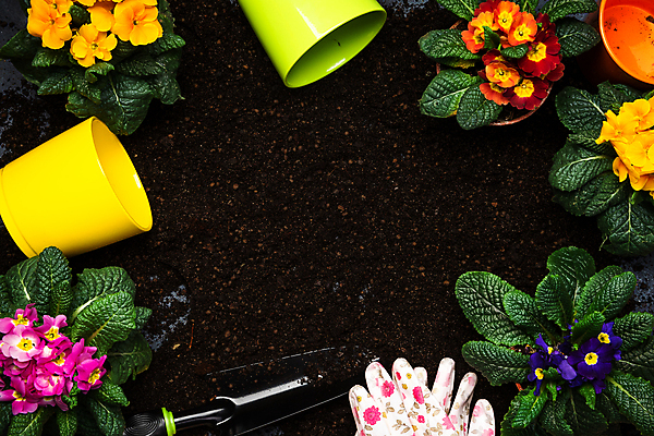 포토 JPG 해외이미지 식물 템플릿 디자인 계절 꽃잎 꽃 장갑 백그라운드 꽃무늬 텍스트 자연 주택 취미 사람없음 세트 컬러풀 정원 흙 봄 장비 성장 벚꽃 도구 개화 냄비 원예 머리위 조립 원예사 프리뮬러 카피스페이스 해외포토 직업 잡화 컬러 무늬 건물 공백 솥 생태계 파일형식 이미지허브