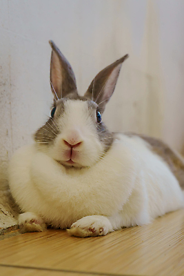 포토 JPG 해외이미지 동물 야생동물 백그라운드 포유류 자연 부활절 털 사람없음 초록색 반려동물 갈색 귀여움 봄 회색 흰색 토끼 잠 설치류 작음 큼 타일 귀 해외포토 계절 기념일 컬러 컨셉 신체부위 크기 생태계 파일형식 이미지허브