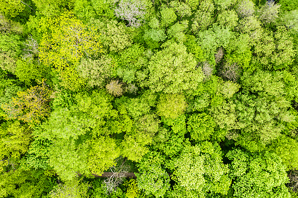 포토 JPG 해외이미지 나무 식물 계절 백그라운드 단풍 잎 자연 사람없음 야외 가로 초록색 여름 하이앵글 환경 활발 농촌 숲 열대우림 땅 사회이슈 환경보전 생물학 삼림지대 조감도 해외포토 교육 뷰포인트 컬러 컨셉 시골 생태계 파일형식 이미지허브
