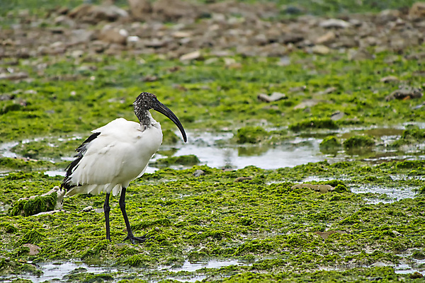 포토 JPG 해외이미지 동물 야생동물 날개 아프리카 자연 조류 사람없음 초록색 환경 다양 보호 깃털 생태계 생물학 부리 서식지 남아프리카 동물상 무료 보호구역 생태학 해외포토 교육 나라 컬러 다수 컨셉 조형물 구역 파일형식 이미지허브