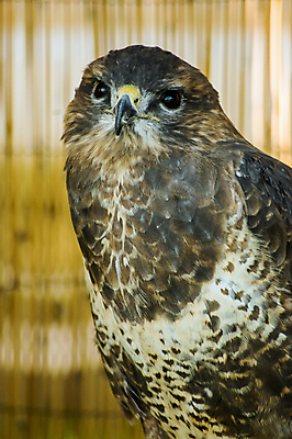포토 JPG 해외이미지 시선 조류 앉기 사람없음 야외 세로 갈색 질문 깃털 호기심 부리 사냥꾼 해외포토 동물 직업 감정 컬러 컨셉 모션 파일형식 이미지허브