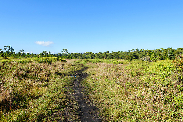 포토 JPG 해외이미지 나무 식물 공원 도로 길 여행 잎 자연 요정 사람없음 야외 초록색 하이킹 젖음 시골 숲 오솔길 땅 장면 내추럴 땅바닥 방법 해외포토 공공시설 컬러 교통시설 레저 바닥 생태계 파일형식 이미지허브