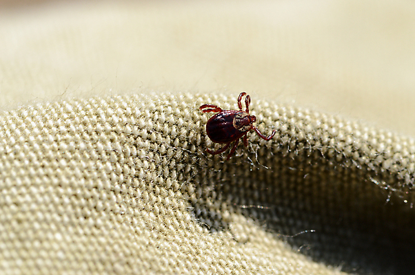 포토 JPG 해외이미지 동물 곤충 자연 사람없음 해충 딱정벌레 생물학 해외포토 교육 벌레 생태계 파일형식 이미지허브