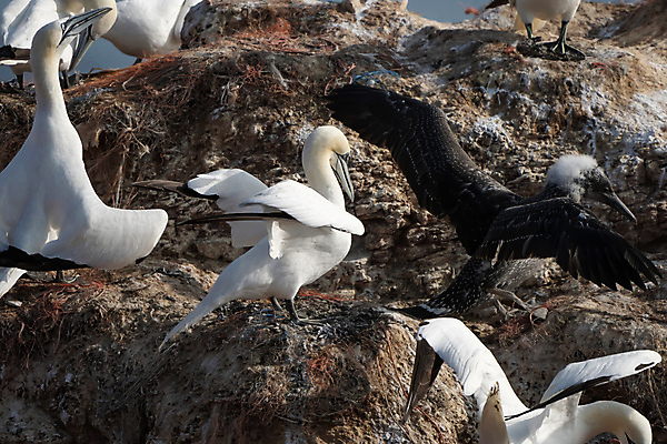 포토 JPG 해외이미지 동물 유럽 야생동물 바다 섬 백그라운드 날개 모션 자연 조류 풍경 성인 사람없음 야외 물 파란색 환경 검은색 펼침 흰색 깃털 묘사 부리 북쪽 내추럴 식민지 착륙 해외포토 자연요소 나라 컬러 사람 방향 생태계 파일형식 이미지허브